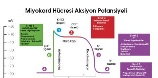 Antiaritmik İlaçlar