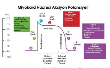 Antiaritmik İlaçlar