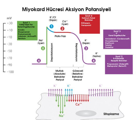Antiaritmik İlaçlar