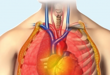 Göğüs (Toraks) Travmasına Genel Yaklaşım