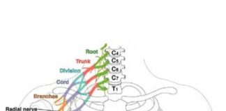 Brakiyal Pleksus Yaralanması