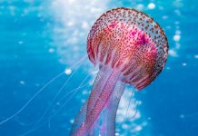 Denizanası (Jellyfish) Yaralanmaları Acil Yaklaşım