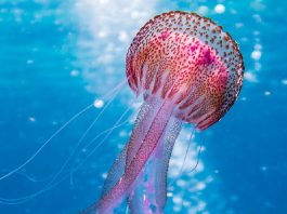 Denizanası (Jellyfish) Yaralanmaları Acil Yaklaşım