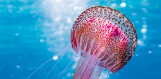 Denizanası (Jellyfish) Yaralanmaları Acil Yaklaşım