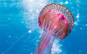 Denizanası (Jellyfish) Yaralanmaları Acil Yaklaşım