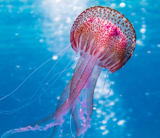 Denizanası (Jellyfish) Yaralanmaları Acil Yaklaşım