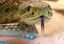 Yılan Isırması Acil Yaklaşım