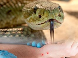 Yılan Isırması Acil Yaklaşım