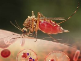 Sıtma Acil Yaklaşım