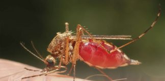 Sıtma Acil Yaklaşım