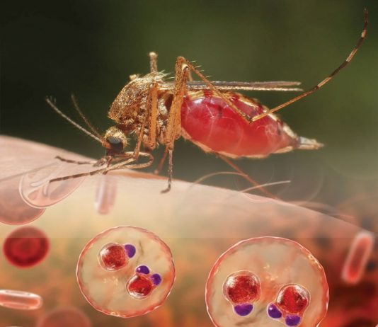 Sıtma Acil Yaklaşım