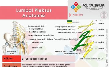 Lumbosakral Pleksus Yaralanmaları