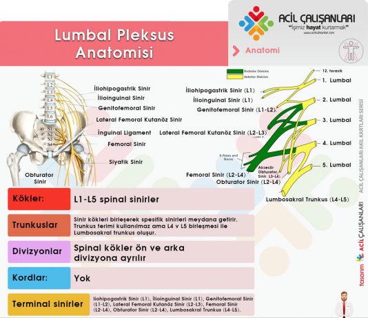 Lumbosakral Pleksus Yaralanmaları