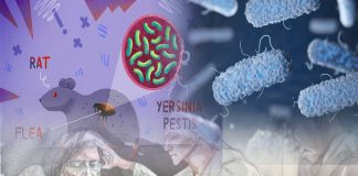 Veba (Yersinia Pestis) Acil yaklaşım