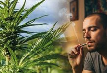 Kannabinoid Toksisitesi