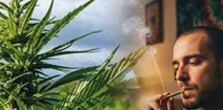 Kannabinoid Toksisitesi