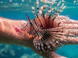 Aslan Balığı Zehirlenmesi