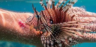 Aslan Balığı Zehirlenmesi