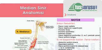 Median Sinir Yaralanmaları