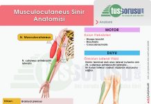 Musculocutaneous Sinir Yaralanmaları