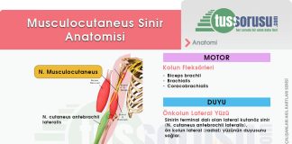 Musculocutaneous Sinir Yaralanmaları