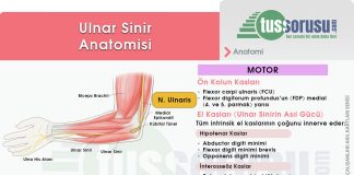 Ulnar Sinir Yaralanmaları