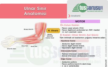 Ulnar Sinir Yaralanmaları