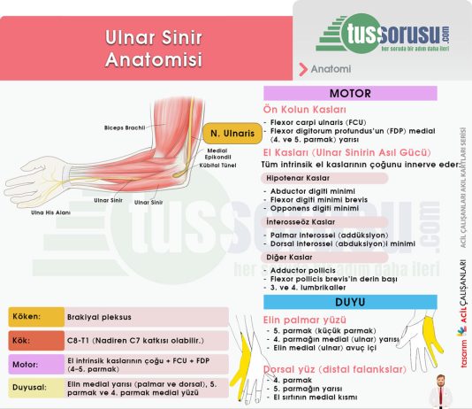 Ulnar Sinir Yaralanmaları
