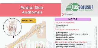 Radial Sinir Hasarı (Düşük El)