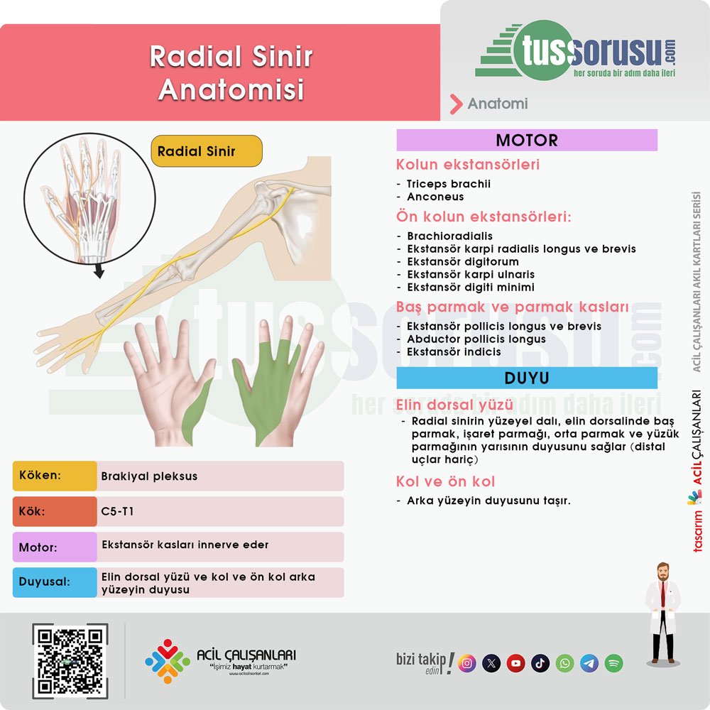 Radyal Sinir Anatomisi