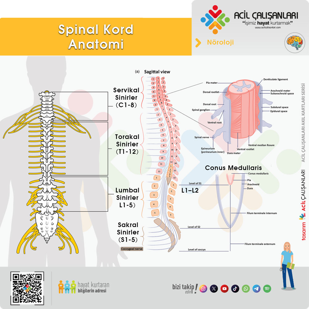 Spinal Kord Anatomisi