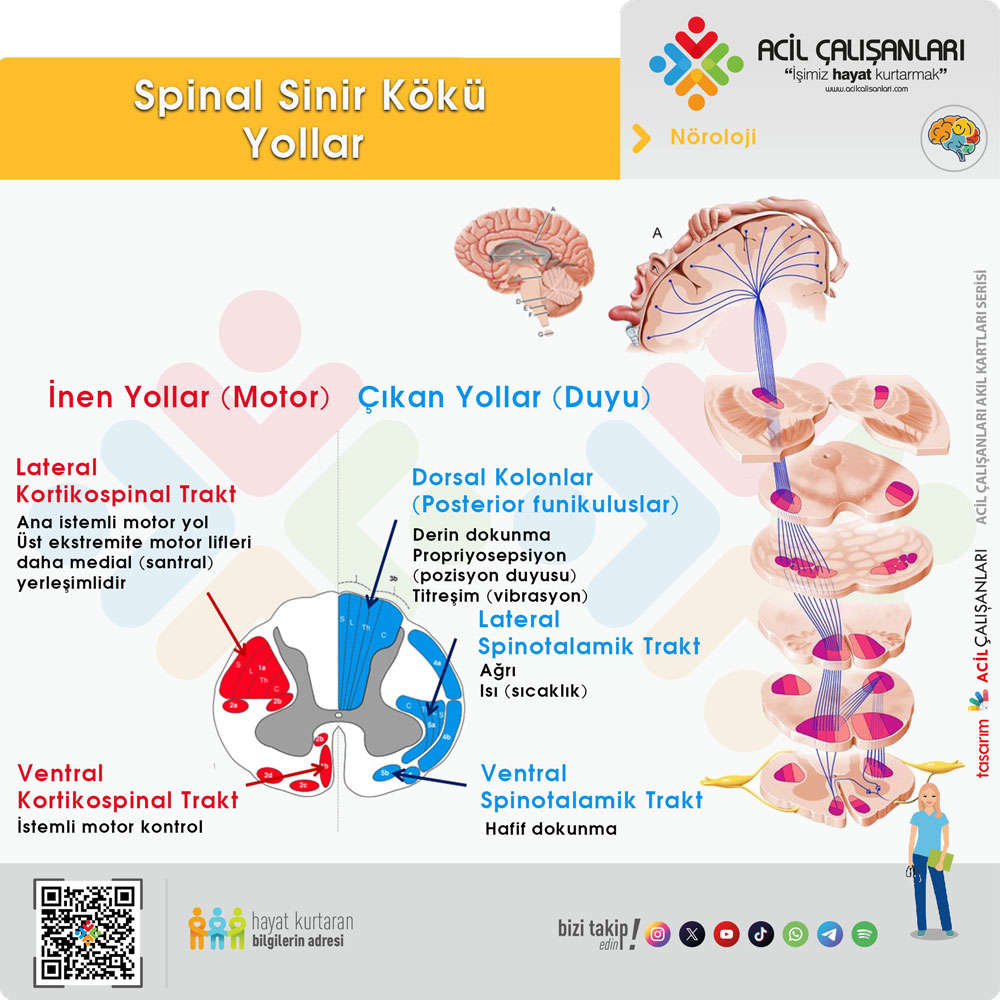 Spinal Kord Yolları