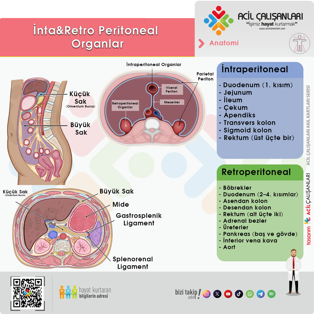 Retroperitoneal Organlar