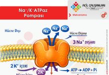 Elektrolit Farmakolojisi