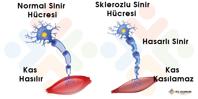 Patofizyoloji Banner