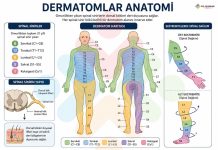 Dermatomlar