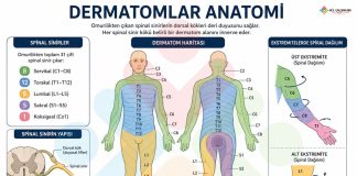 Dermatomlar