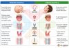 Pediatrik Havayolunun Anatomik ve Fizyolojik Özellikleri