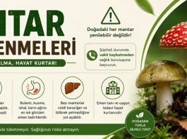 Mantar Zehirlenmeleri
